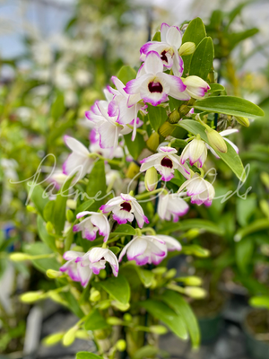 Den. Love Memory 'Fizz' — Palmer Orchids